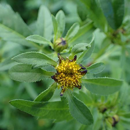 Bidens tripartita / Trifid Beggartick, D Römerberg 1.9.2022