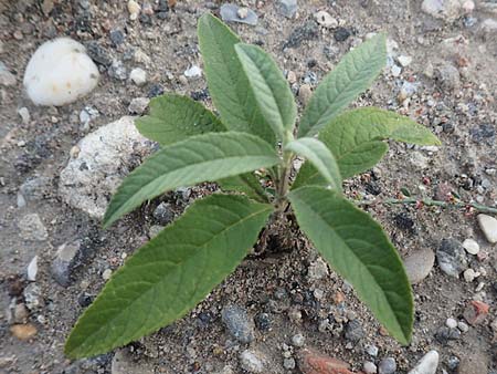 Buddleja davidii \ Chinesischer Fliederspeer, Schmetterlingsflieder, D Mannheim 5.8.2017