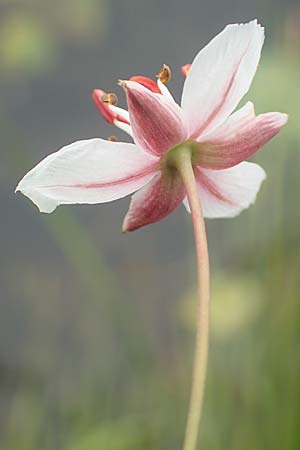 Butomus umbellatus \ Doldige Schwanenblume / Flowering Rush, D Bochum 9.9.2020