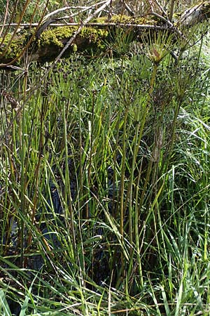 Butomus umbellatus \ Doldige Schwanenblume / Flowering Rush, D Bogen 21.9.2022