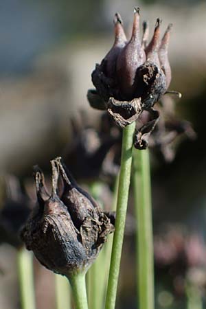 Butomus umbellatus \ Doldige Schwanenblume / Flowering Rush, D Bogen 21.9.2022