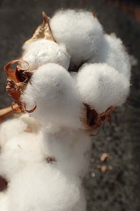 Gossypium hirsutum ? \ Baumwolle / Cotton, D  21.1.2017