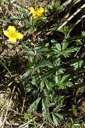 Potentilla erecta \ Blutwurz / Tormentil, D Ober-Roden 7.5.2018