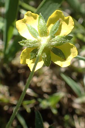 Potentilla erecta \ Blutwurz / Tormentil, D Ober-Roden 7.5.2018