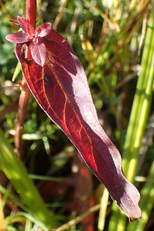 Lythrum salicaria \ Blut-Weiderich / Purple Loosestrife, D Hövelhof 7.10.2018