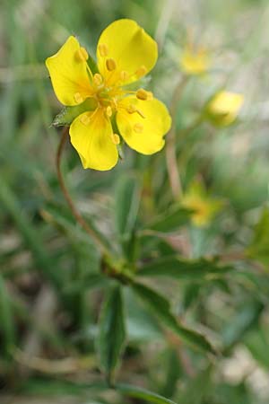 Potentilla erecta, Blutwurz