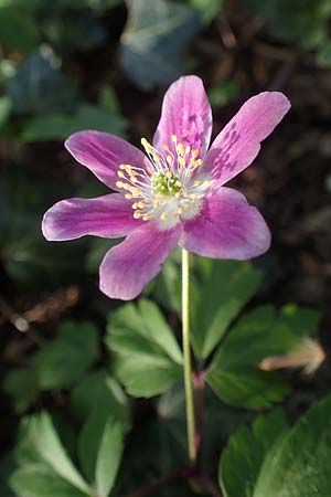 Anemone nemorosa \ Busch-Windrschen / Wood Anemone, D Mannheim 9.4.2021