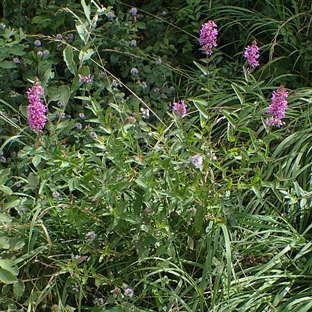 Lythrum salicaria \ Blut-Weiderich / Purple Loosestrife, D Neuleiningen 26.8.2021