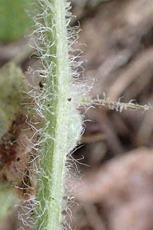 Bryonia dioica \ Rotfrchtige Zaunrbe, D Weinheim an der Bergstraße 10.11.2018