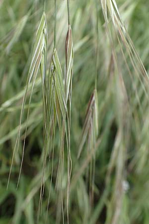 Bromus sterilis \ Taube Trespe / Poverty Brome, D Mannheim 5.5.2019