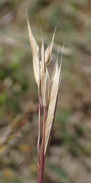 Bromus carinatus \ Gekielte Trespe, Platthren-Trespe / Mountain Brome, California Brome, D Odenwald, Erbach 17.7.2022