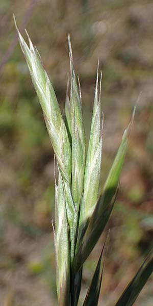 Bromus carinatus \ Gekielte Trespe, Platthren-Trespe / Mountain Brome, California Brome, D Odenwald, Erbach 17.7.2022