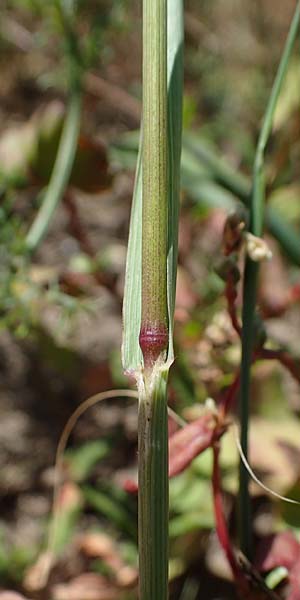 Bromus carinatus \ Gekielte Trespe, Platthren-Trespe, D Odenwald, Erbach 17.7.2022