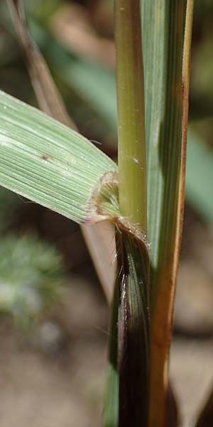 Bromus carinatus \ Gekielte Trespe, Platthren-Trespe / Mountain Brome, California Brome, D Odenwald, Erbach 17.7.2022