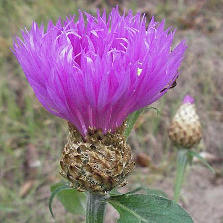 Centaurea thuillieri \ Thuillier-Flockenblume / Thuillier's Knapweed, D Quedlinburg 4.11.2006