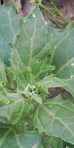 Chenopodium rhombifolium \ Sgeblttriger Gnsefu / Serrate-Leaved Goosefoot, D Mannheim 18.6.2009