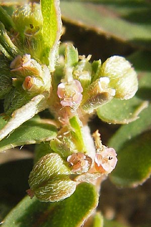 Chamaesyce maculata \ Gefleckte Wolfsmilch / Spotted Spurge, Spotted Sandmat, D Mannheim 4.9.2013