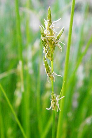 Carex remota \ Winkel-Segge / Remote Sedge, D Schriesheim-Altenbach 7.5.2015