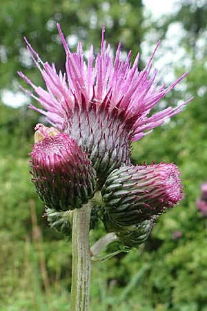 Cirsium rivulare \ Bach-Kratzdistel, D Pfronten 9.6.2016