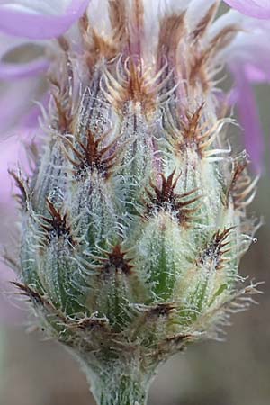 Centaurea australis \ Kleinkpfige Flockenblume, D Seeheim an der Bergstraße 7.7.2017