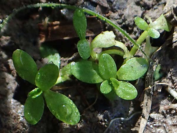 Callitriche cophocarpa \ Stumpfkantiger Wasserstern / Long-Styled Water Starwort, D Vaihingen-Ensingen 4.10.2018