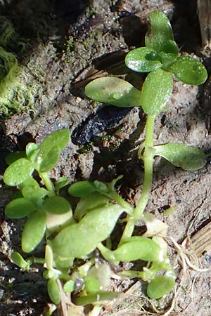 Callitriche cophocarpa / Long-Styled Water Starwort, D Vaihingen-Ensingen 4.10.2018