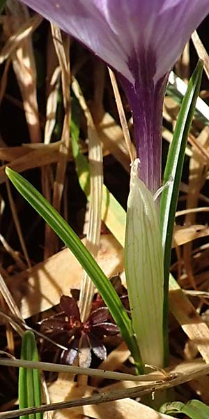 Crocus neglectus \ bersehener Krokus / Neglected Crocus, D Zavelstein 21.2.2020