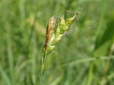 Carex sylvatica \ Wald-Segge / Wood Sedge, D Ketsch 21.5.2020