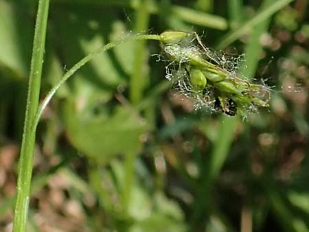 Carex sylvatica \ Wald-Segge / Wood Sedge, D Ketsch 21.5.2020