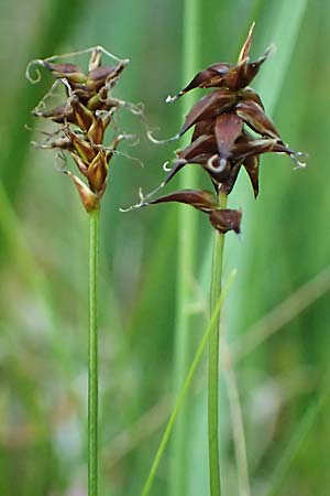 Carex dioica \ Zweihusige Segge / Dioecious Sedge, D  2.6.2023