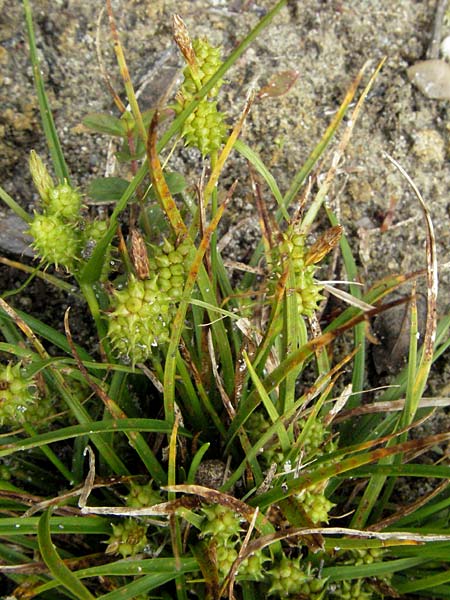 Carex viridula \ Spte Gelb-Segge / Little Green Sedge, Small-Fruited Yellow Sedge, D Germersheim-Lingenfeld 28.7.2007