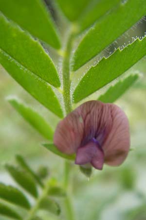 Cicer arietinum / Chick-Pea, D Botan. Gar.  Universit.  Mainz 11.7.2009