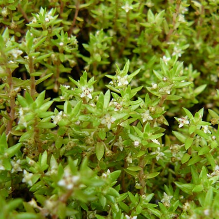 Crassula helmsii \ Nadelkraut, Helms Dickblatt / Swamp Stonecrop, New Zealand Pygmyweed, D Botan. Gar.  Universit.  Mainz 13.9.2008