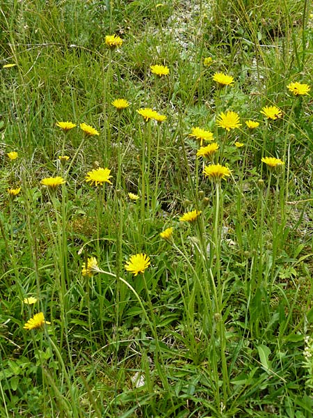 Crepis alpestris / Alpine Hawk's-Beard, D Ulm 2.6.2015