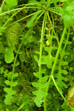 Arabidopsis arenosa \ Sand- / Sand Rock-Cress, D Beuron 11.7.2015