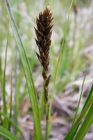 Carex disticha \ Zweizeilige Segge / Brown Sedge, Two-Ranked Sedge, D Münzenberg 25.4.2015