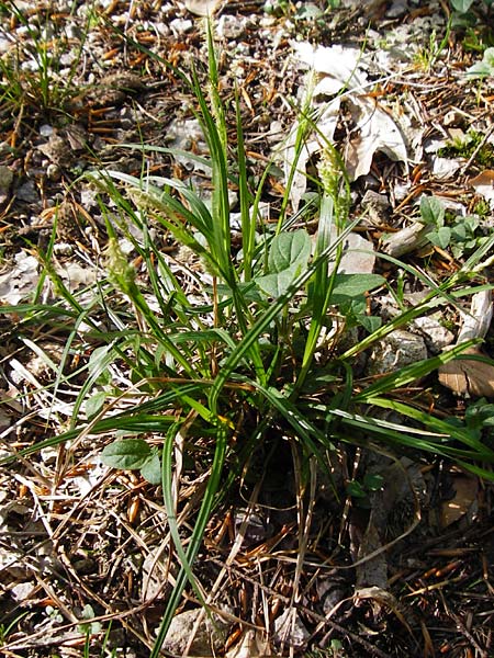 Carex umbrosa \ Schatten-Segge / Umbrosa Sedge, D Schriesheim-Altenbach 7.5.2015