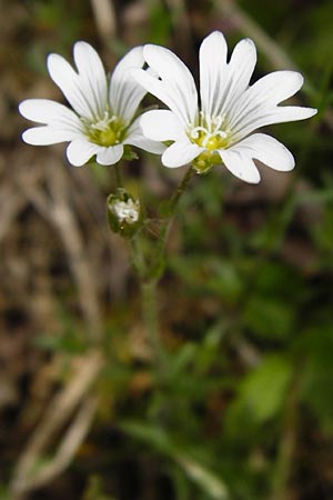 Cerastium arvense \ Acker-Hornkraut / Field Mouse-Ear, D Nüdlingen 9.5.2015