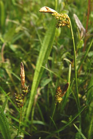 Carex caryophyllea \ Frhlings-Segge, D Herborn 16.5.2015