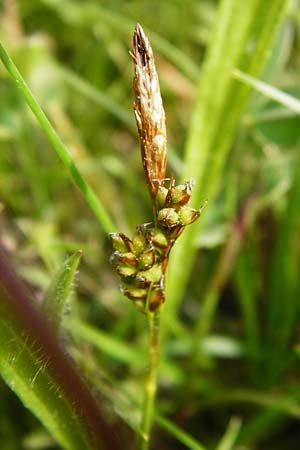 Carex caryophyllea \ Frhlings-Segge, D Herborn 16.5.2015