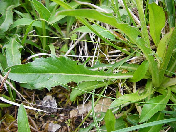 Crepis alpestris / Alpine Hawk's-Beard, D Ulm 2.6.2015