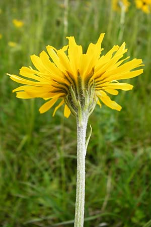 Crepis alpestris \ Alpen-Pippau, Voralpen-Pippau, D Ulm 2.6.2015