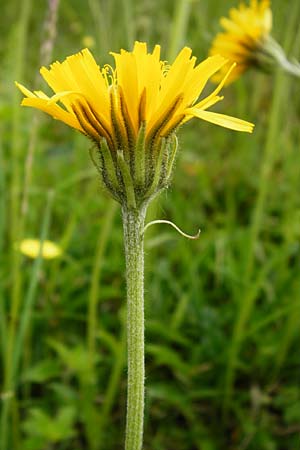 Crepis alpestris \ Alpen-Pippau, Voralpen-Pippau / Alpine Hawk's-Beard, D Ulm 2.6.2015