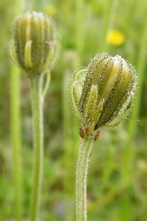 Crepis alpestris \ Alpen-Pippau, Voralpen-Pippau / Alpine Hawk's-Beard, D Ulm 2.6.2015