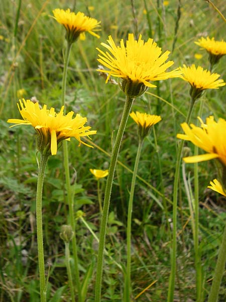 Crepis alpestris \ Alpen-Pippau, Voralpen-Pippau, D Ulm 2.6.2015