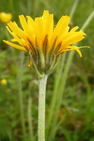 Crepis alpestris \ Alpen-Pippau, Voralpen-Pippau, D Ulm 2.6.2015