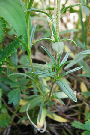 Cerastium arvense \ Acker-Hornkraut / Field Mouse-Ear, D Fridingen 3.6.2015