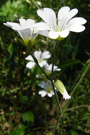 Cerastium arvense \ Acker-Hornkraut, D Fridingen 3.6.2015