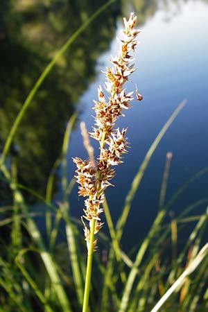 Carex paniculata \ Rispen-Segge / Greater Tussock Sedge, D Eich 30.6.2015