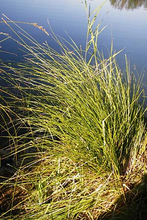 Carex paniculata / Greater Tussock Sedge, D Eich 30.6.2015